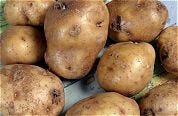Verdeeldheid over gen-aardappel