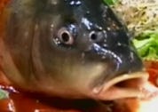 Bizarre restaurantvideo met levende vis