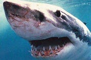 Haai jaagt toeristen angst aan