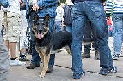 Zwolle zet 'stille hond' in tegen drugs in horeca
