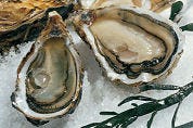 Franse oester verdringt creuse