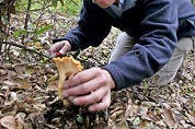 Polen stropen paddenstoelen voor horeca