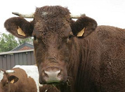 Drama boekpresentatie Den Blijker: één gewonde