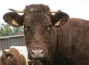 Drama boekpresentatie Den Blijker: één gewonde