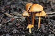 Limburg: paddenstoelen tegen hartziektes