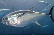 WNF in actie tegen tonijn-sushi