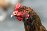 PETA voert actie tegen Domino's