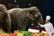 Maison verzorgt kerstlunch olifanten Wintercircus