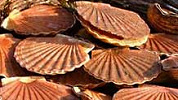 2008: coquille in, Australische wijn uit