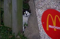 Zwerfkatten bij McDonald's en Mercure
