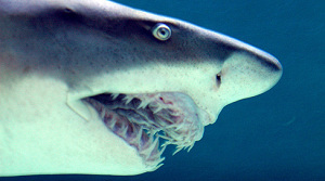 Restaurant grapt met grote haai