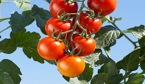 Bio-distributiecentrum pas veel later