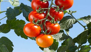 Bio-distributiecentrum pas veel later