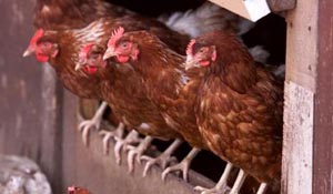 McDonald's gooit legbatterijei eruit