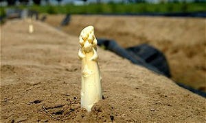 Betere asperges door computersoftware