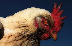 Beloning voor ontwikkeling 'in vitro vlees