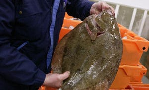 Eerste duurzame schol in aantocht