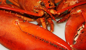 Prijs van kreeft keldert drastisch