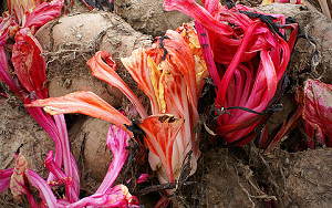 Gematigd enthousiasme over boeteplan Ramsay