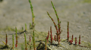 Campagne voor zeekraal
