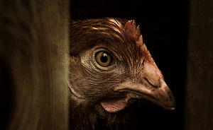 Brussel wil 'chloorkip' toestaan