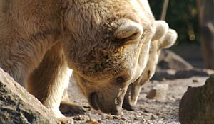 Beren wandelen restaurant binnen