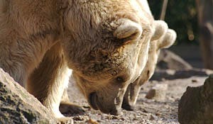 Beren wandelen restaurant binnen