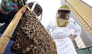 Hotel houdt zelf bijen voor honing