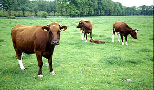 Nieuw streekproduct: het Vechtdalrund