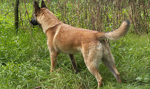 Politiehond grijpt dief bierfust
