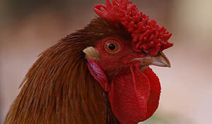 Productschap wil eind aan 'kipcampagne