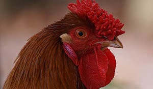 Productschap wil eind aan 'kipcampagne