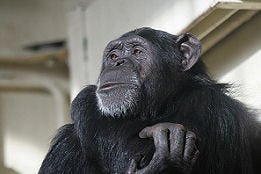 Nederlandse apen keuren bananensoep af