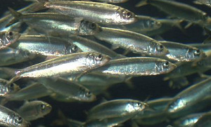 Kweekvis binnenkort anders gedood