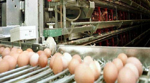 'Hanos haalt legbatterijei uit schap