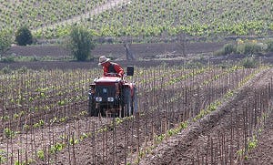 'Italiaanse wijnbouw passeert Frankrijk