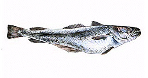 Duurzame vis op KLM-vluchten