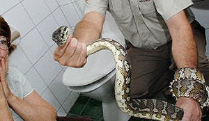 Python duikt op in toilet Maastrichts hotel