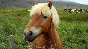 Paard verbannen uit pub