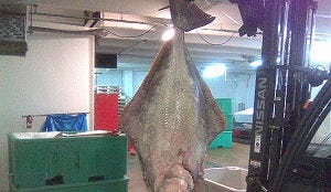Restaurant koopt heilbot van 240 kilo