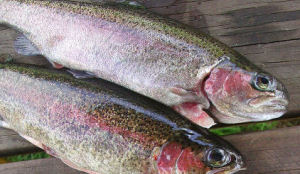 'VRT wilde scoren met verzonnen Hitlerforel