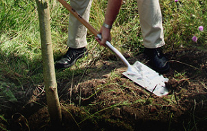 Kooistra plant bomen vanwege ijsbar