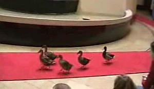 'Eendenhotel' voor attractieve eenden