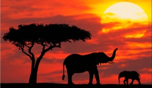 PvdA-raadslid start restaurant in Kenya