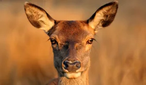 Hertengrap bedacht in Schotse Vier