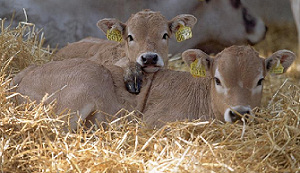 Sterkoks kiezen massaal voor biologisch