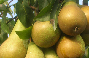 Omzet Nederlands fruit toegenomen