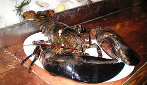 140 jaar oude kreeft 'gered' uit restaurant