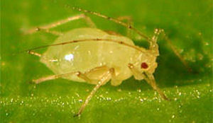 Cafetaria verlost van luizen