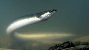 Alternatief plan voor palingvangst